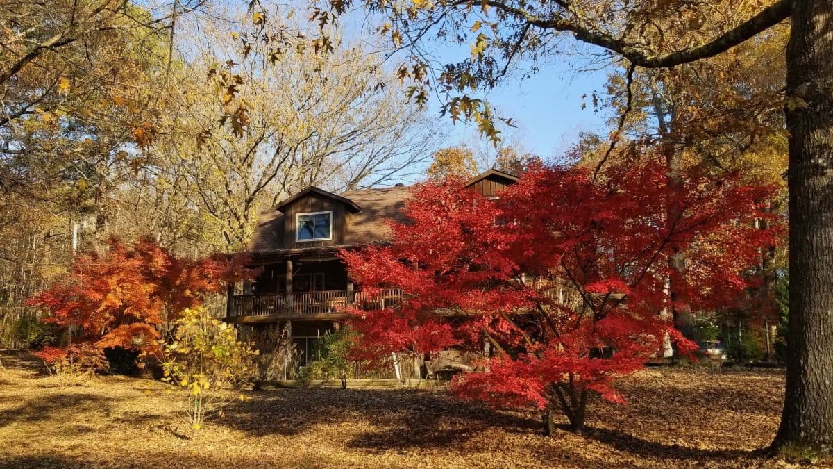 The two-story wooden lodge of Tiffany's Bed and Breakfast surrounded by vibrant red Japanese maples and golden autumn trees under a clear blue sky. The two-story wooden lodge of Tiffany's Bed and Breakfast surrounded by vibrant red Japanese maples and golden autumn trees under a clear blue sky.