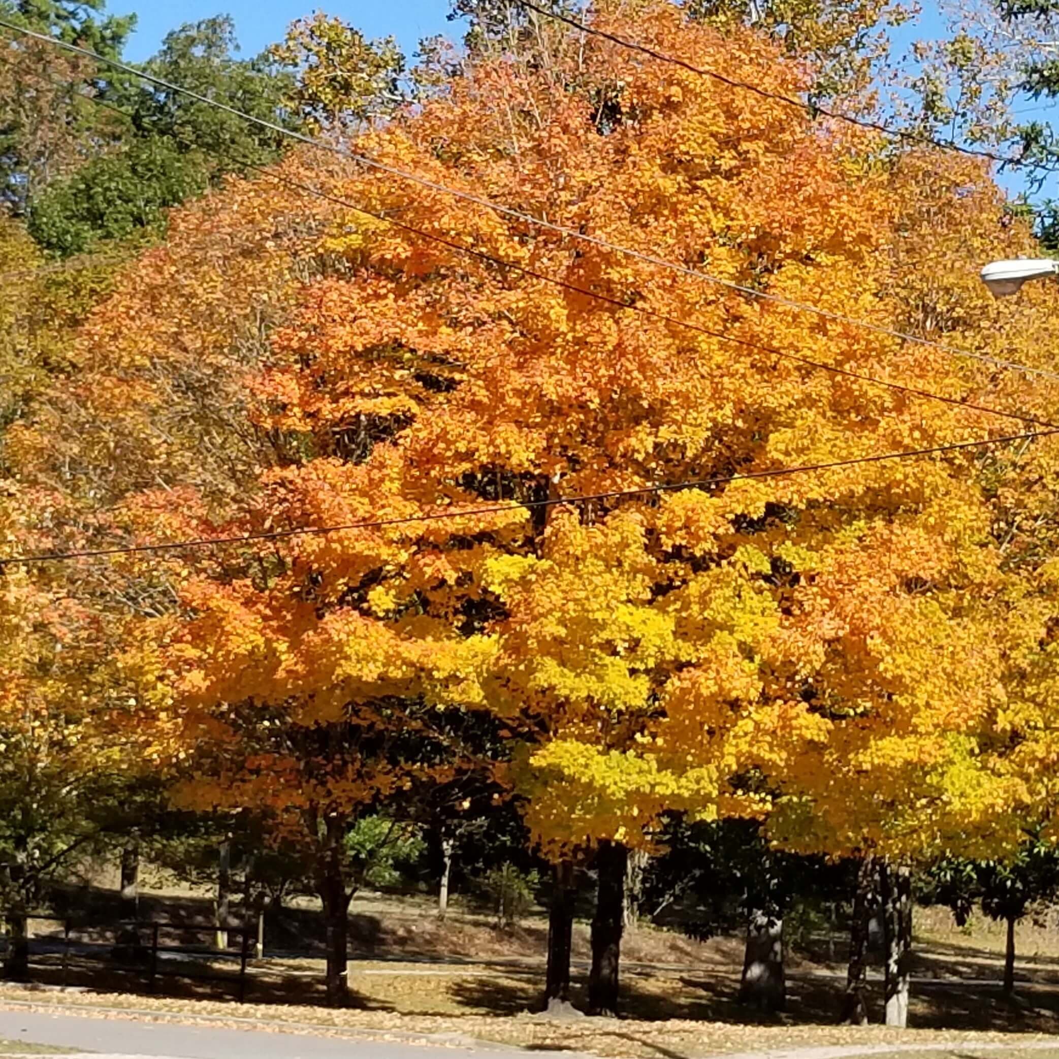 A vibrant tree with bright orange and yellow leaves against a clear blue sky. A vibrant tree with bright orange and yellow leaves against a clear blue sky.