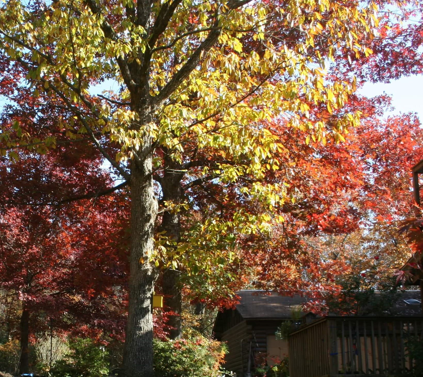 A vibrant autumn scene featuring trees with red and yellow foliage. A vibrant autumn scene featuring trees with red and yellow foliage.