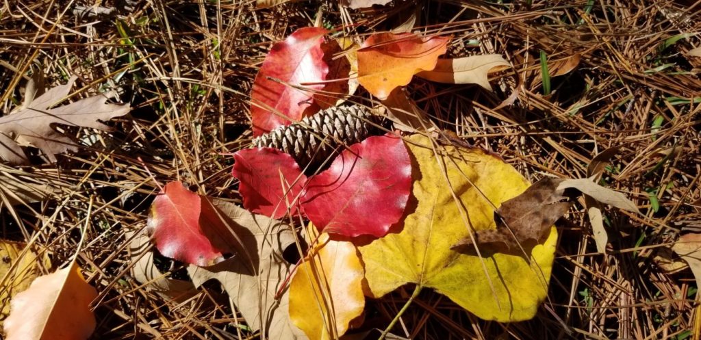 red and yellow leaves surrounding a pine cone on top of pine straw