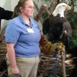 Bald eagle with handler