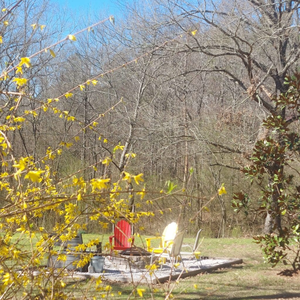 yellow forsythia blooms in front of a fire pit area with 2 white chairs, one yellow chair, one red chair, A magnolia tree is to the right, and a forest in the background.