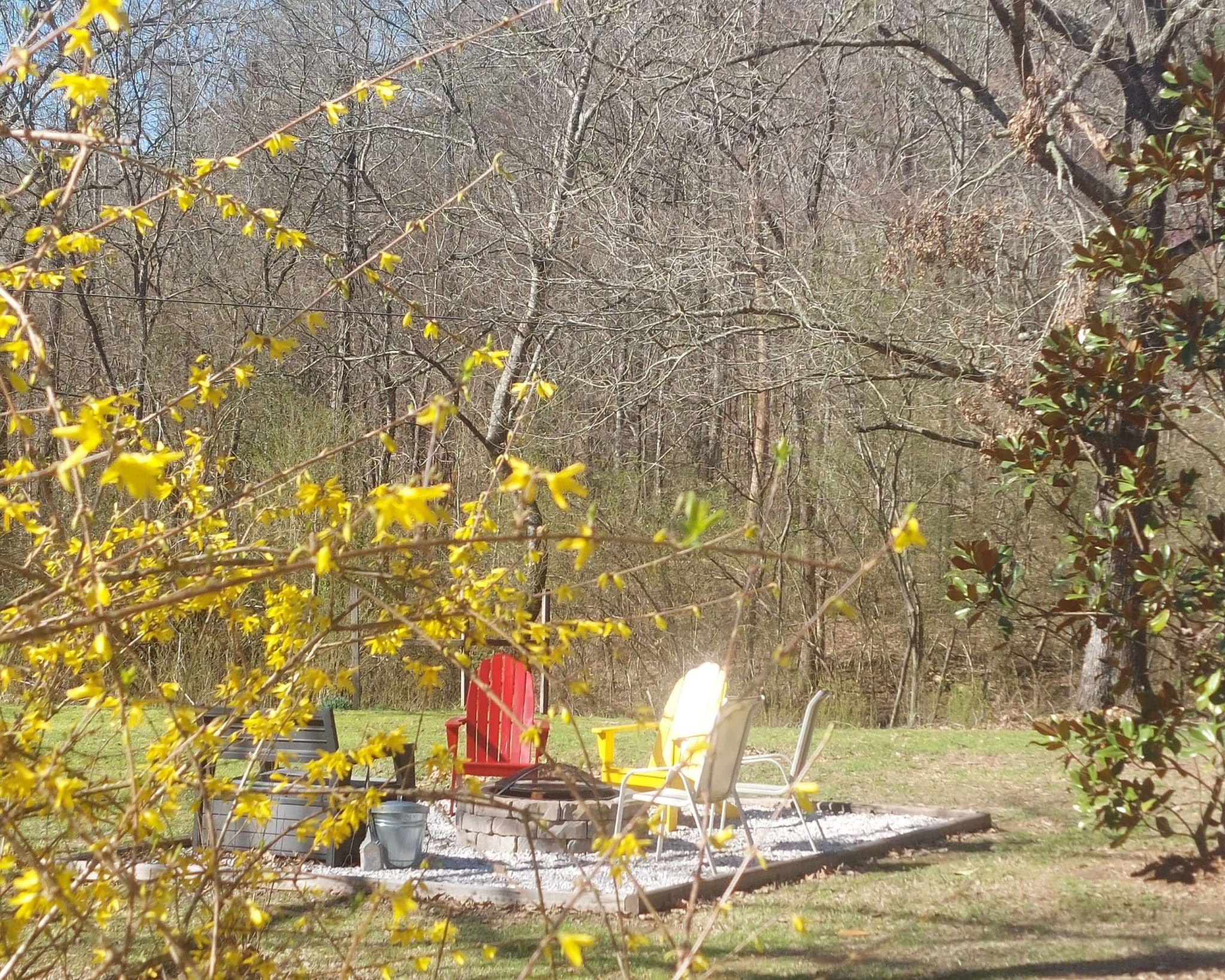 yellow forsythia bush in front of a stone fire pit with one red chair, one yellow chair, and two white chairs. A wooded area sits in the background.