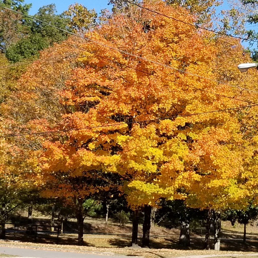 a fall tree displaying vibrant hues of oranges and yellows